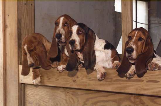 Four Tait's Bassets looking over kennel wall