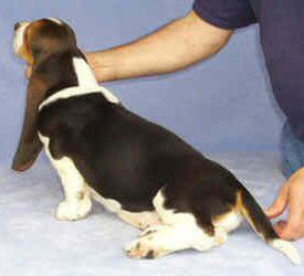 Tait's Basset puppy color guide - Black Saddle (side view)