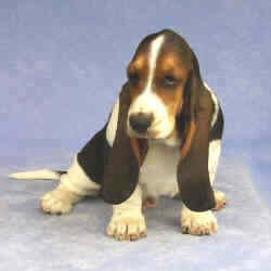 Tait's Basset puppy color guide - Black Saddle (front view)