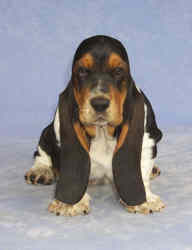Tait's Basset puppy color guide - Dark Tri-color (front view)