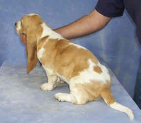 Tait's Basset puppy color guide - Lemon and White (side view, no longer produced by Tait's Basets)