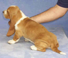 Tait's Basset puppy color guide -  Medium Red and White (side view)