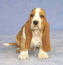 Tait's Basset puppy color guide -  Medium Red and White (front view)