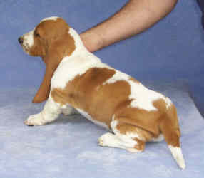 Tait's Basset puppy color guide - Open Red and White (side view)