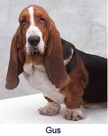 Taits Basset breeding adult