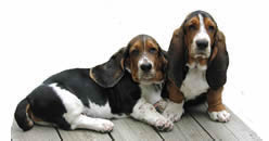 Two basset hounds