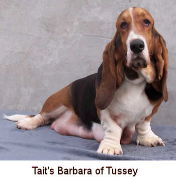 Tait's bassets sales net available puppies