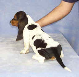 Tait's Basset puppy color guide - Open Tri-color (side view)