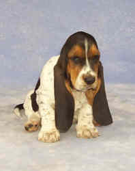 Tait's Basset puppy color guide - Open Tri-color (front view)