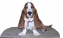 Basset hound puppy