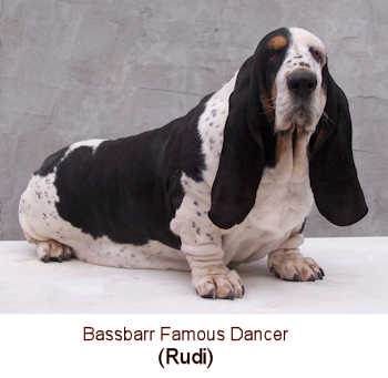 Tait's bassets sales net available puppies